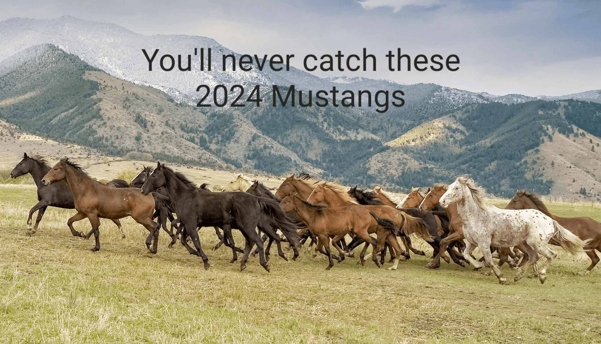 S650 Mustang Hate to Burst your Bubble. 11-09-2022-Commentary-horsesBLM-1