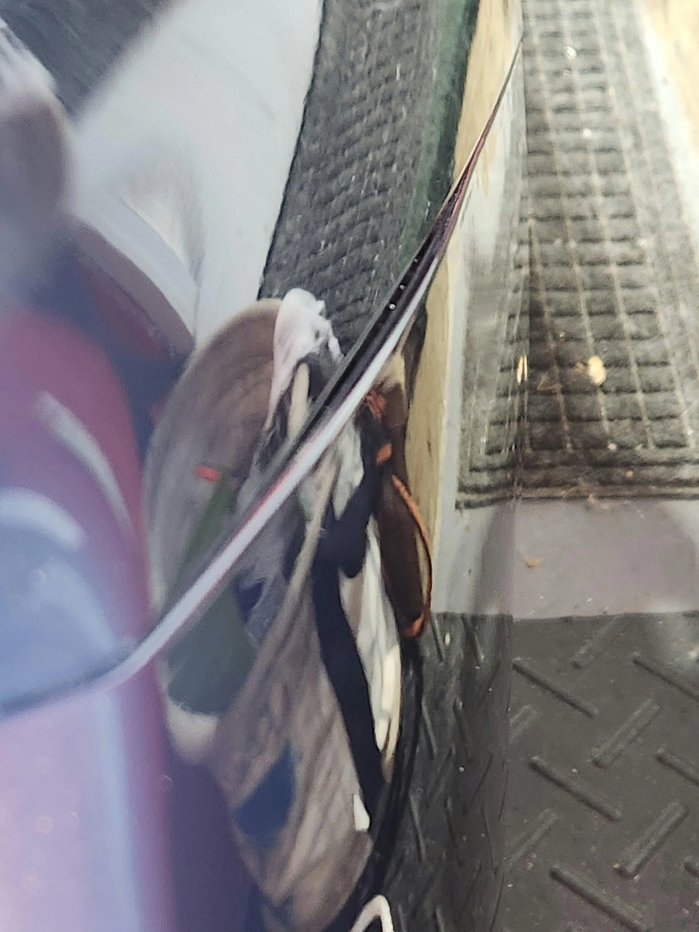 S650 Mustang Rear fender fitment question 20231209_141446