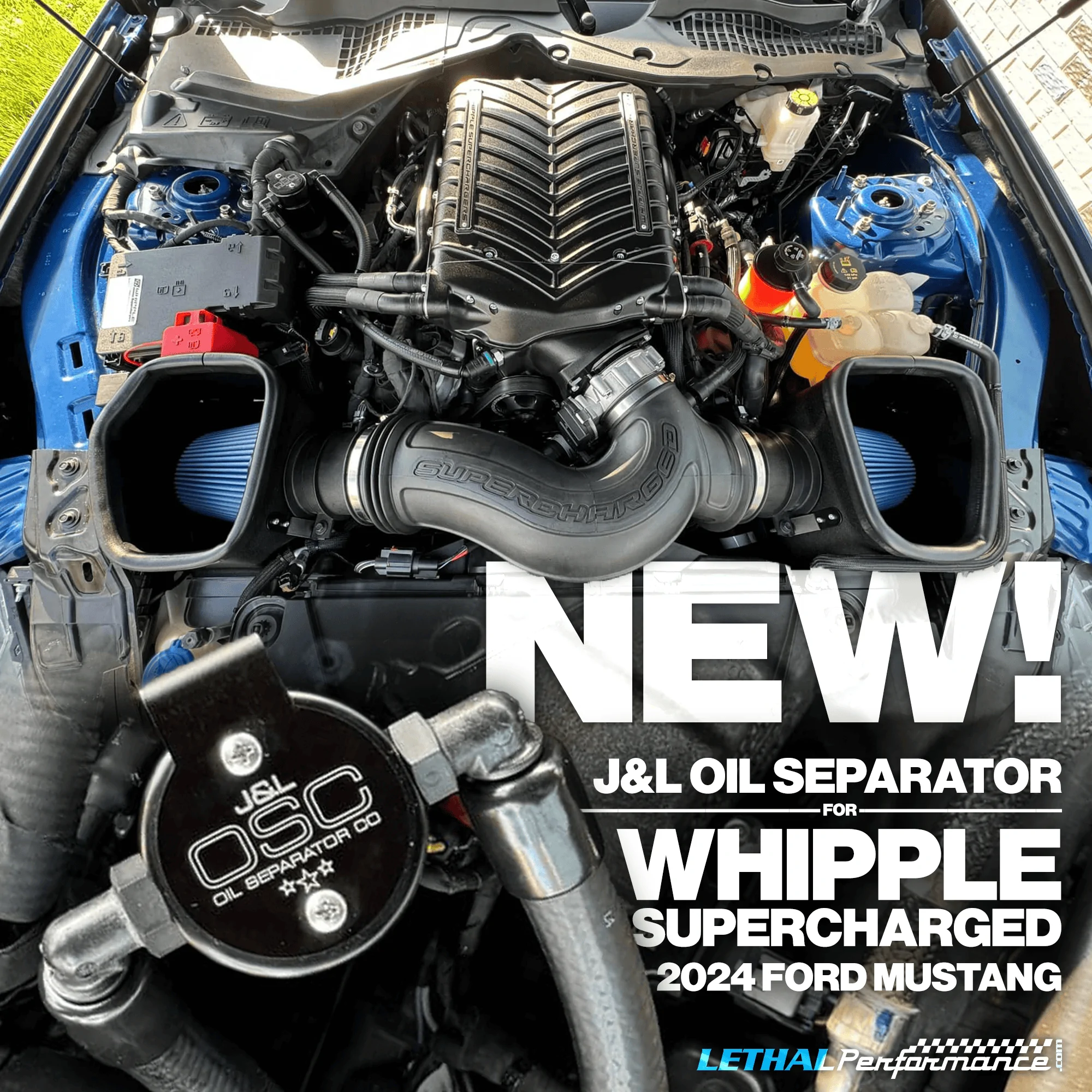 whipple j&l .png