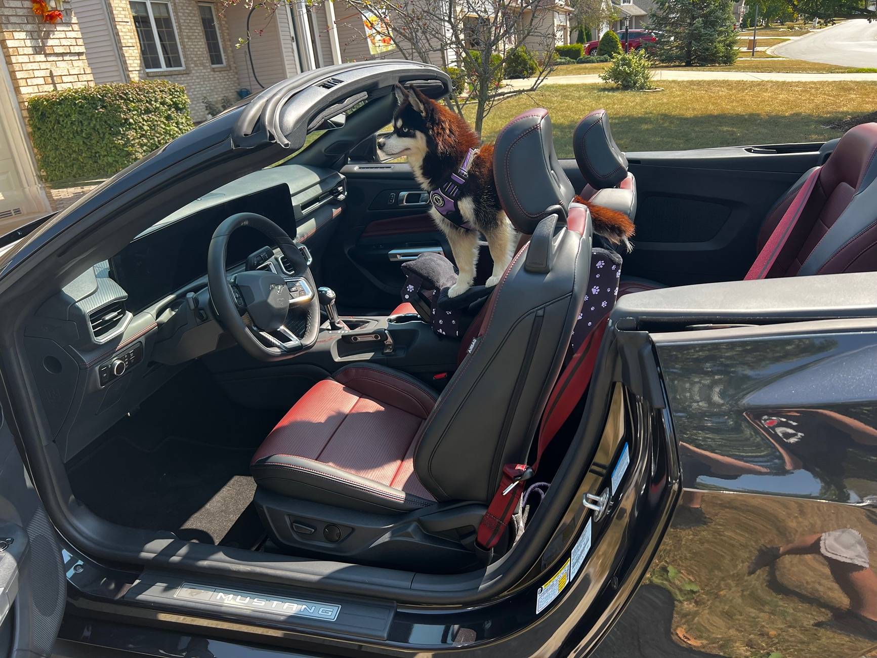 S650 Mustang Official DARK MATTER GRAY Mustang S650 Thread IMG_1688