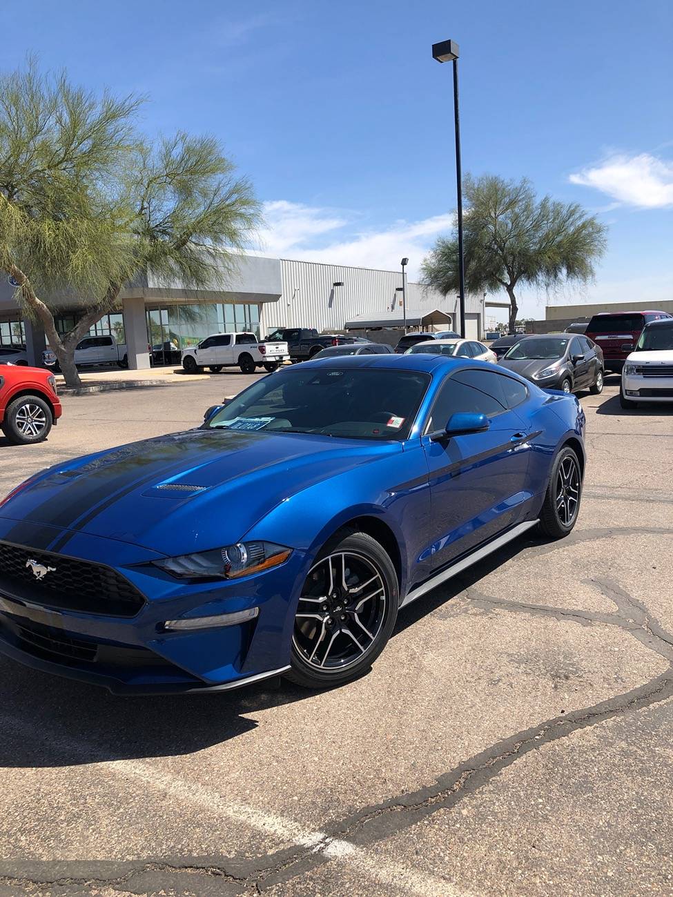 S650 Mustang Racing stripe opinions IMG_3537