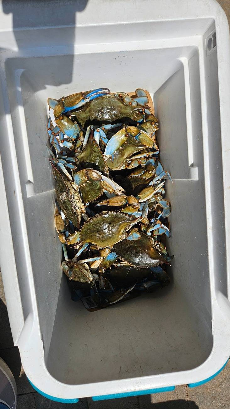 S650 Mustang Blue Crabs and Mudbugs Blue_Cooler
