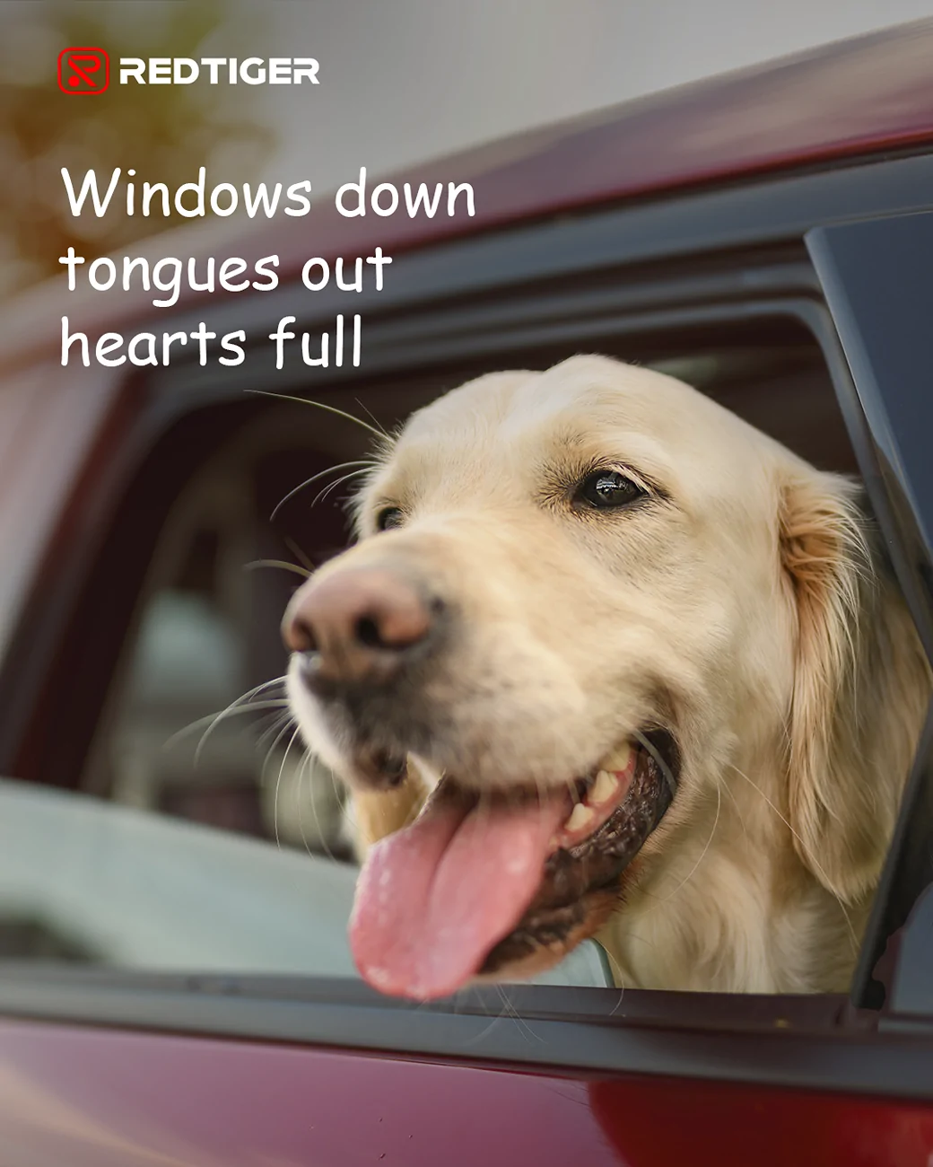 S650 Mustang What was your dog’s first car ride like? 20250806-102236