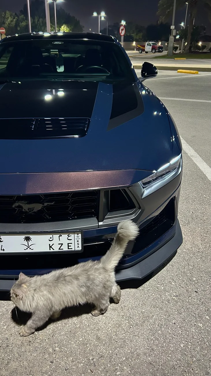 S650 Mustang Cool Daily Random S650 Mustang Pics -- Post Yours! 📸 IMG_7978