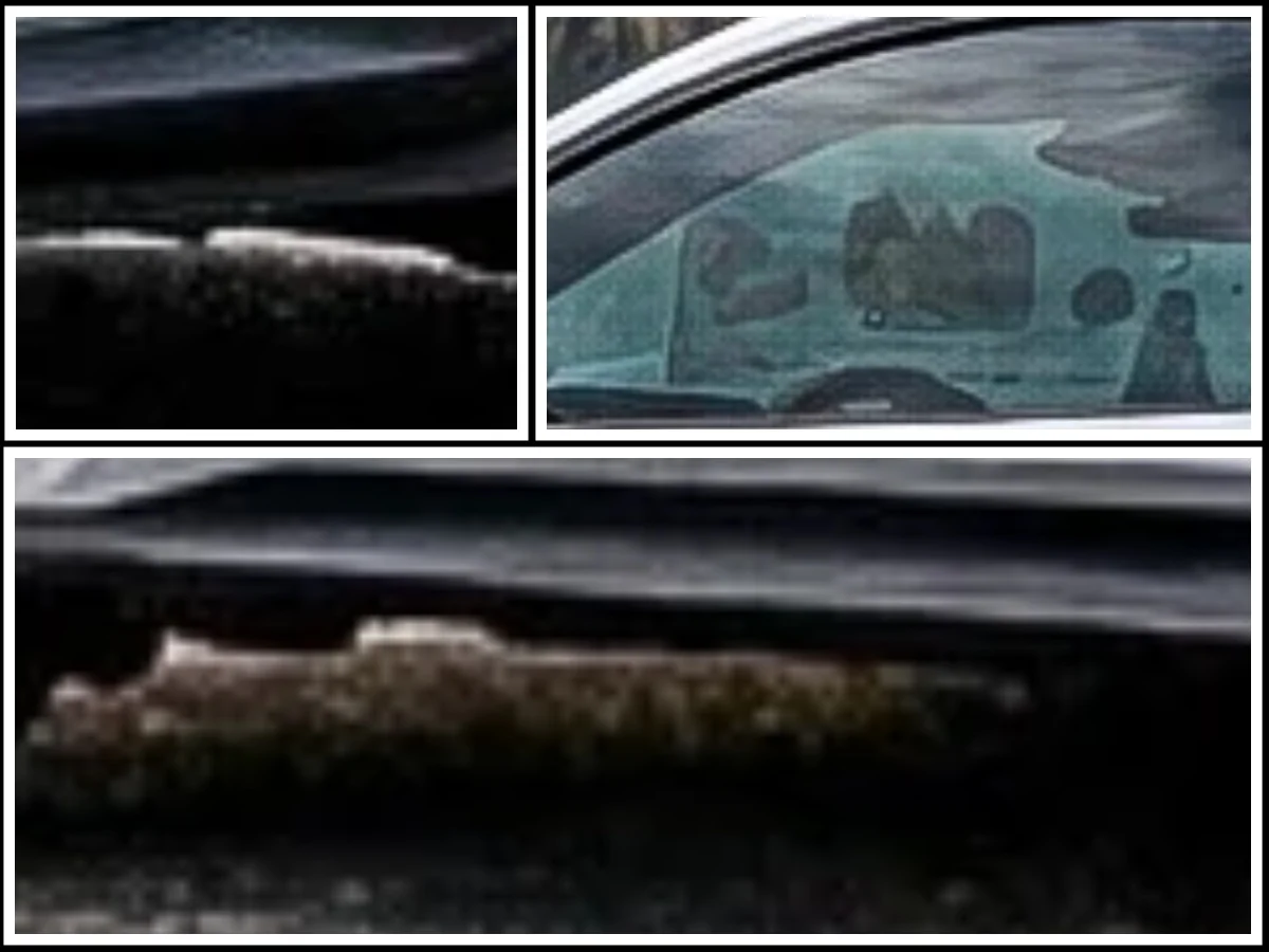 collage.webp