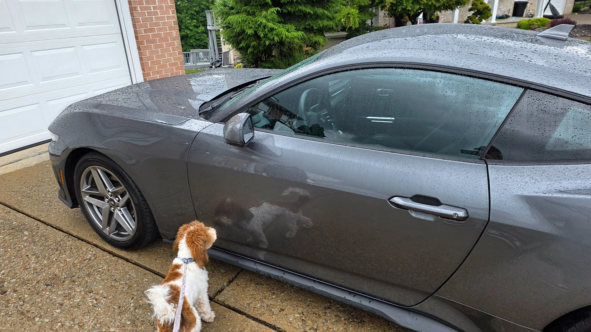 S650 Mustang Introductions & Welcome Thread 👋 20260627_141939