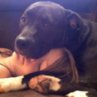 PitBully