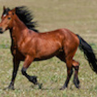 myoozek