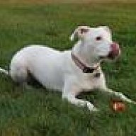 Dogo