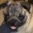 Pugalicious