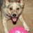 good_dog_1000