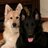 2BigPups