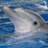 FlipperTheDolphin